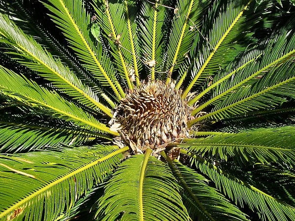 palm